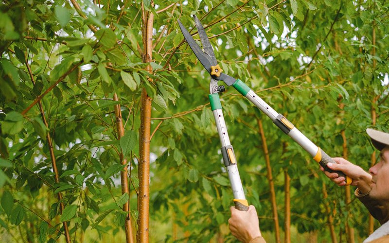 Tree trimming in Ferriday, LA